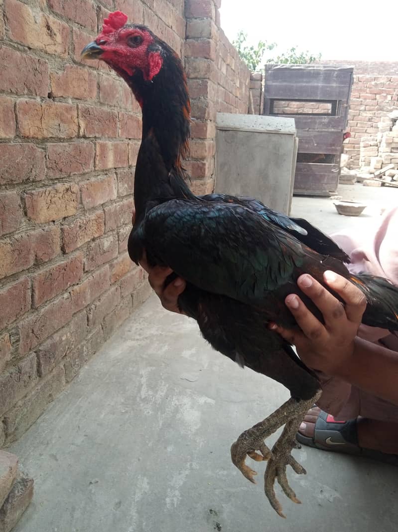 Burmi pakoye aseel patha 2