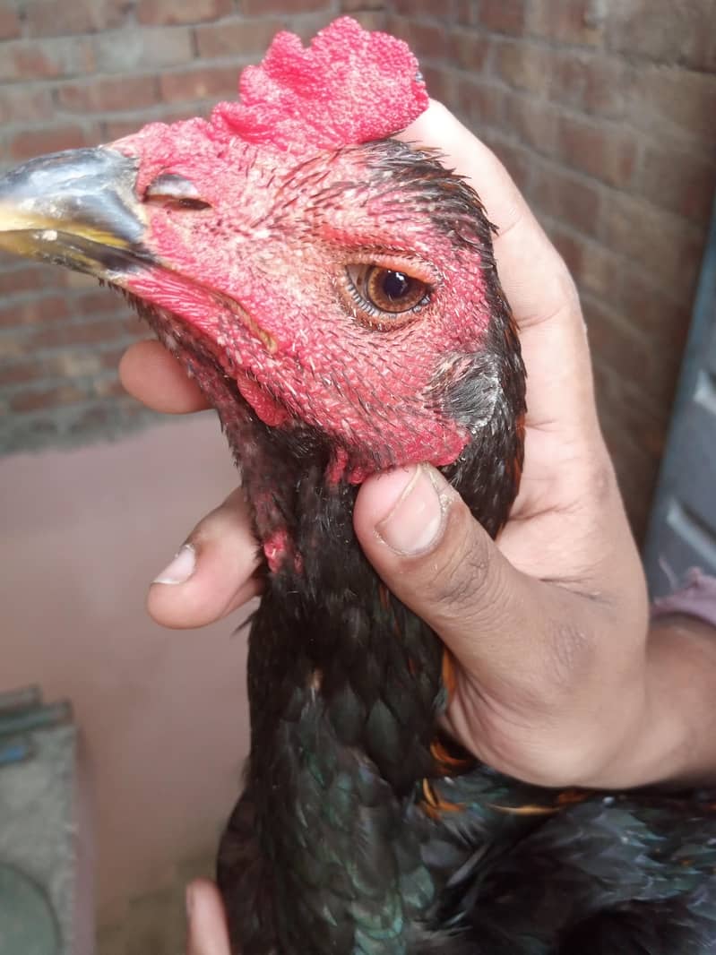 Burmi pakoye aseel patha 4