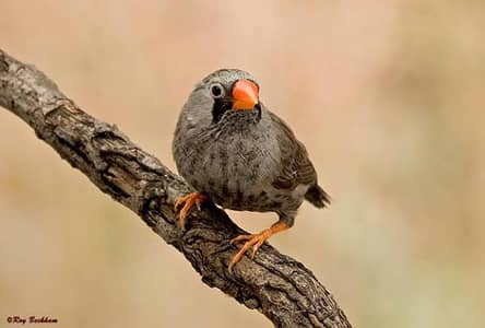 Eumo Black Healthy Finch Sell