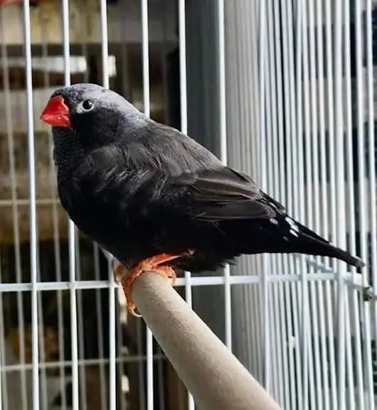 Eumo Black Healthy Finch Sell — photo 2