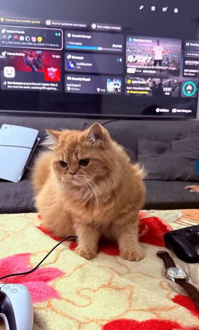 House cat