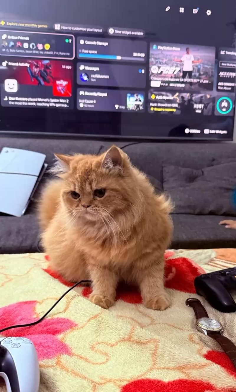 House cat 0