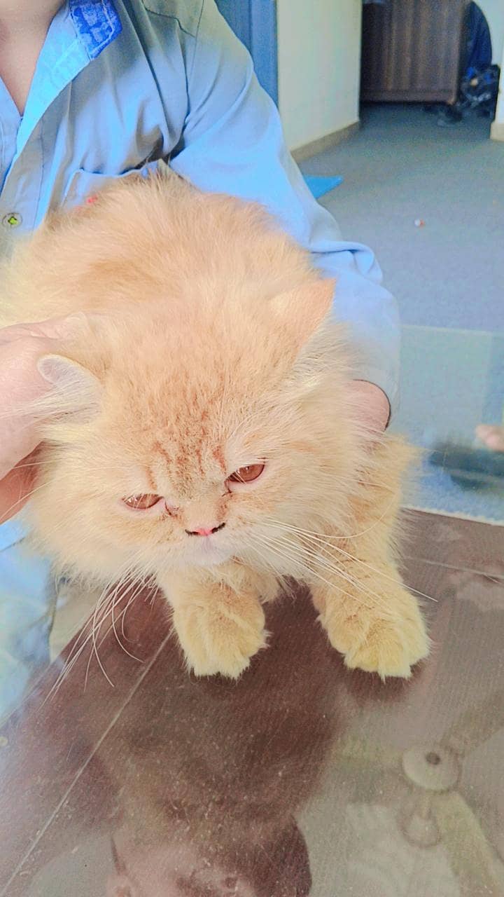 House cat 1