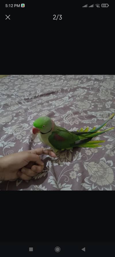Red Marked Raw Parrot for Sale.
