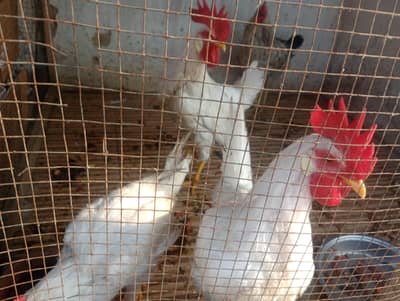 four hens ( 3murgha +1 murghi)