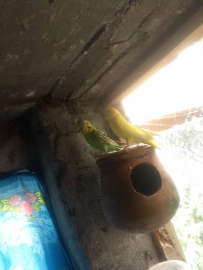 budgies pair