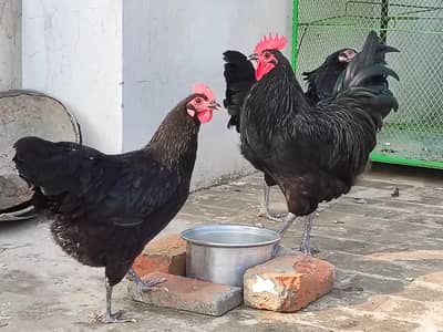 Australorp heritage