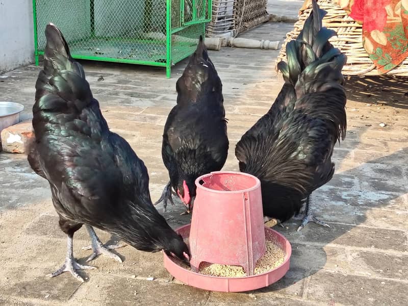 Australorp heritage 3