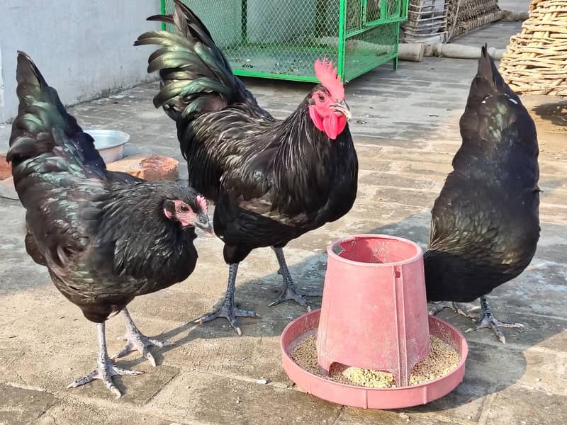 Australorp heritage 5