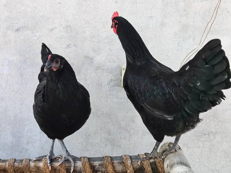 Australorp heritage 6