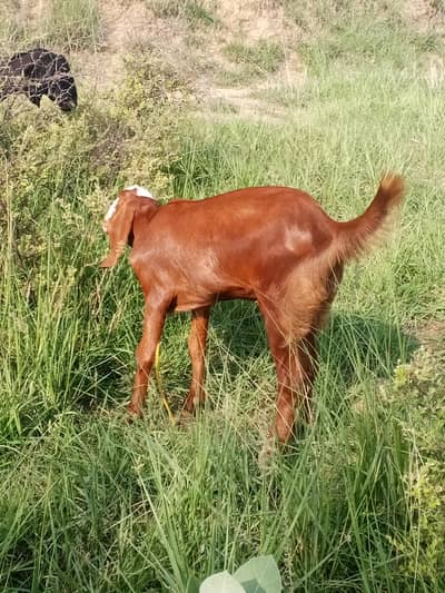2 female path for sale, healthy. Dono cross hen but guarantee koi ni
