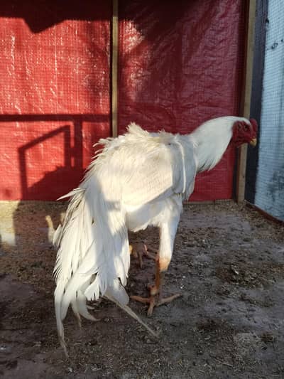 White O Shamo Rooster 11 Months Old - Pure white