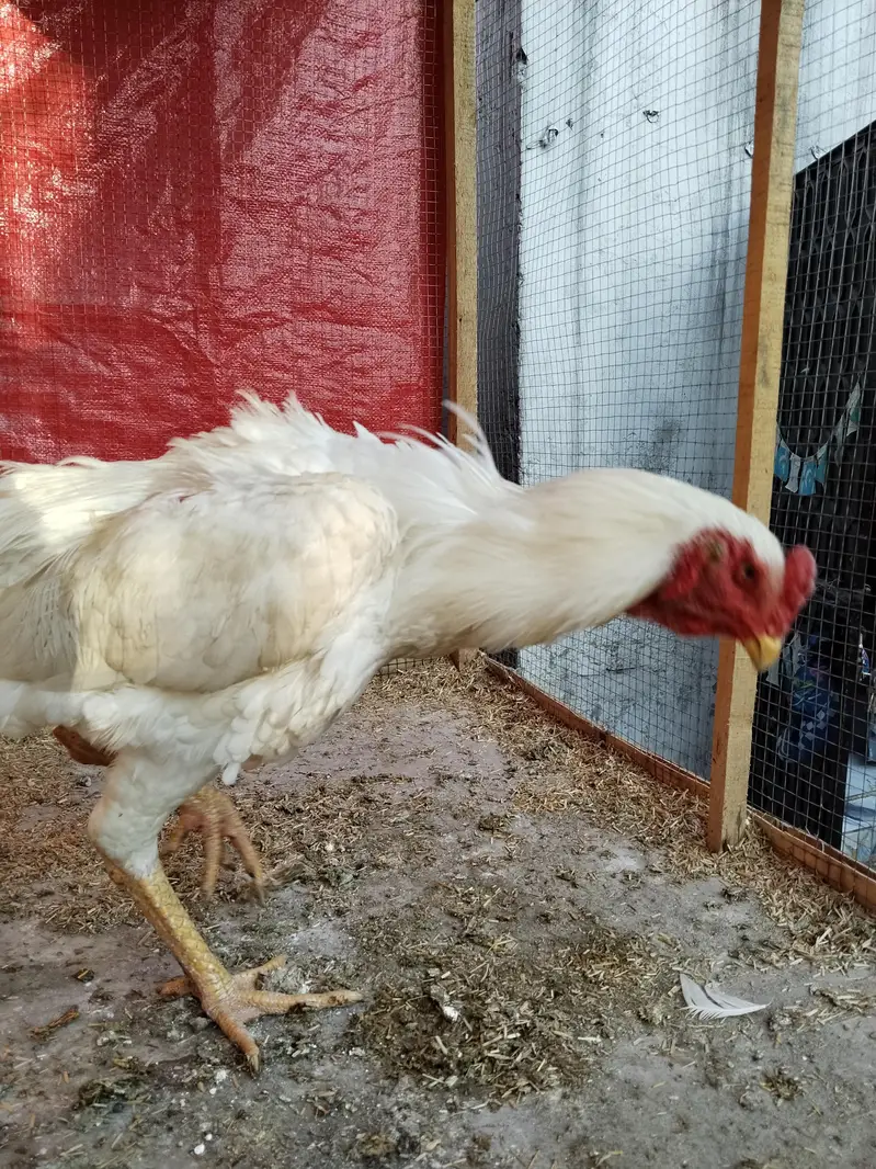 White O Shamo Rooster 11 Months Old - Pure white — photo 2