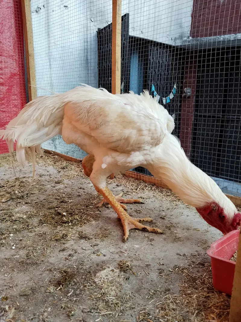 White O Shamo Rooster 11 Months Old - Pure white — photo 3