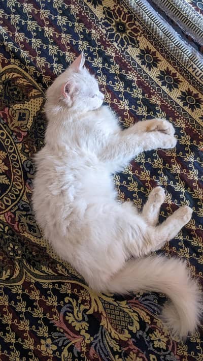 beautiful cat