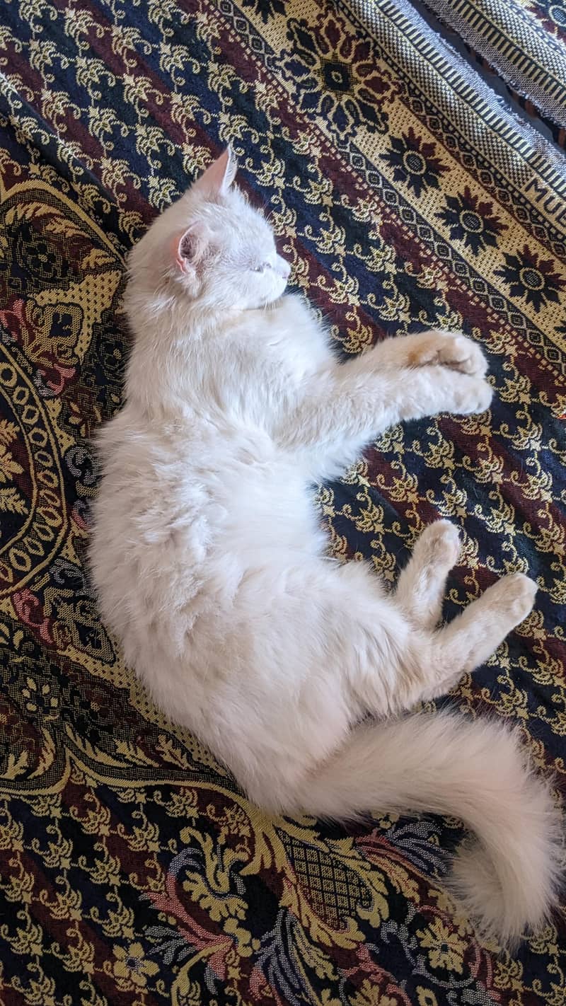 beautiful cat 0