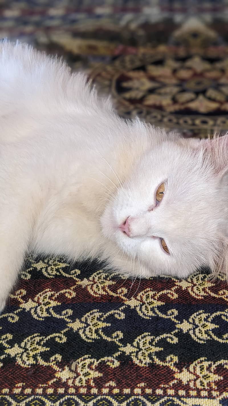beautiful cat 1