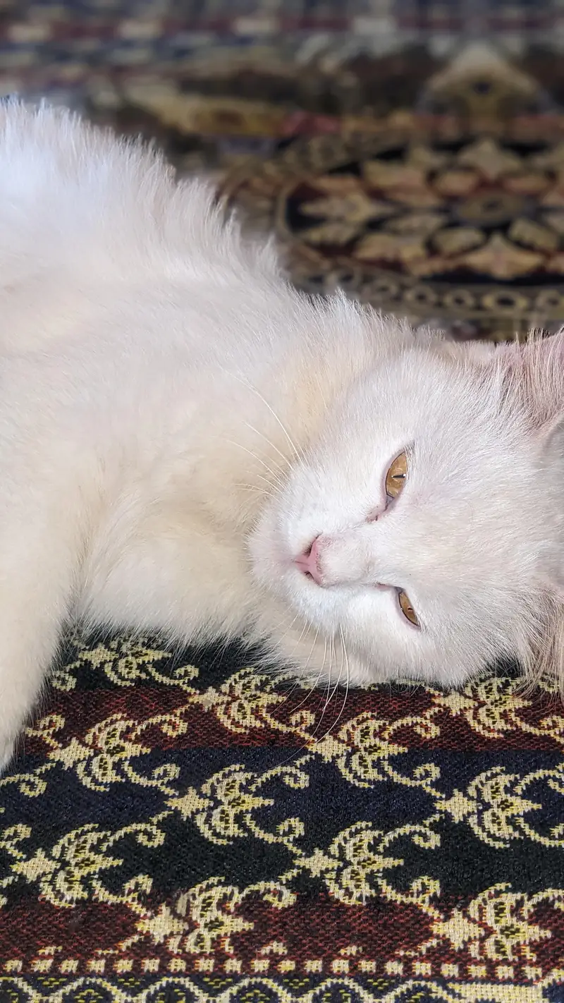 beautiful cat — photo 2
