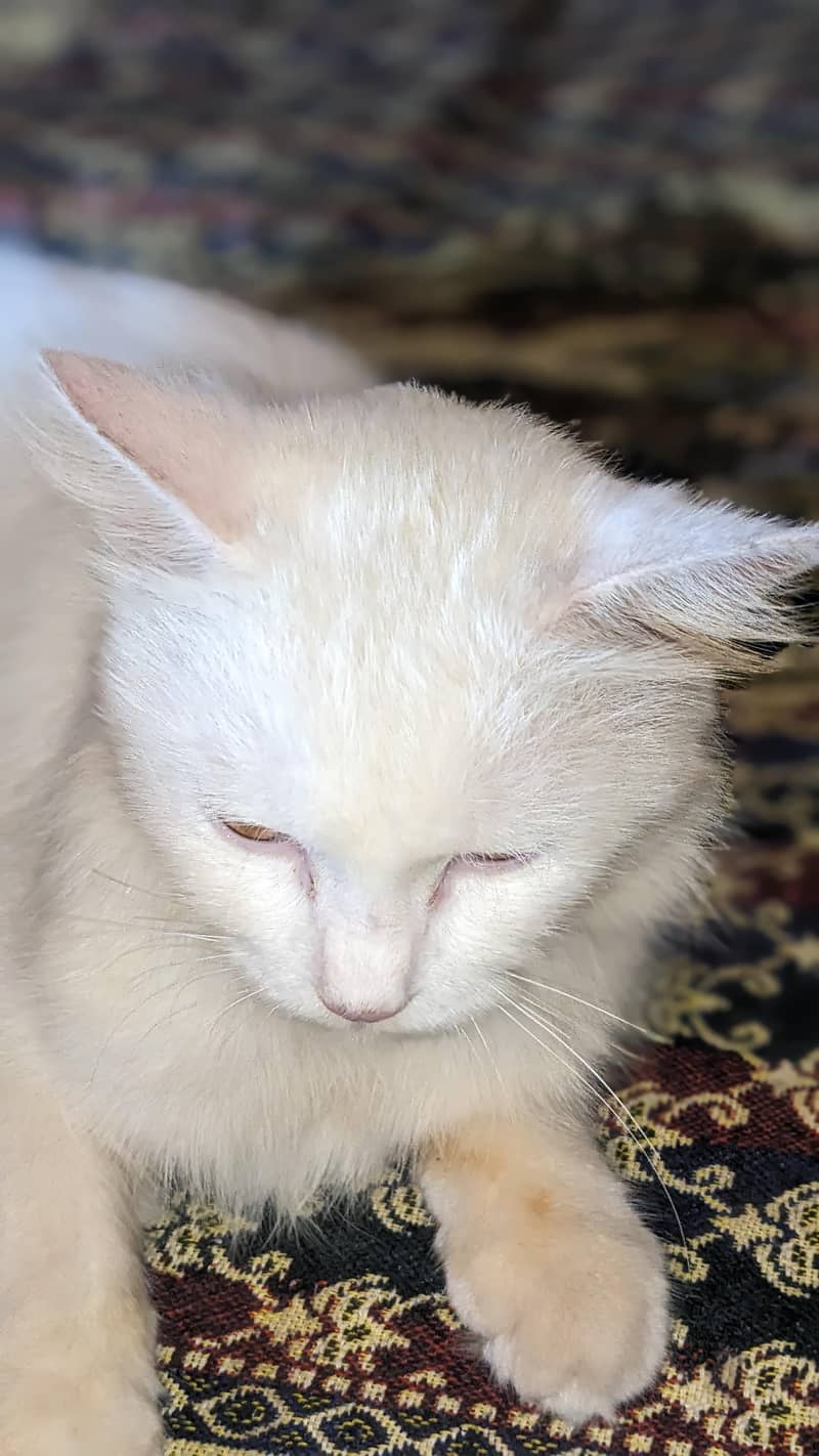 beautiful cat 2