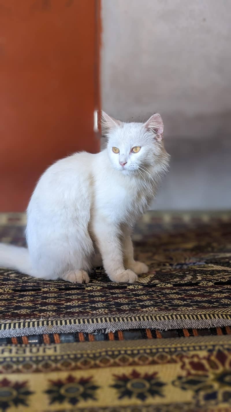 beautiful cat 3