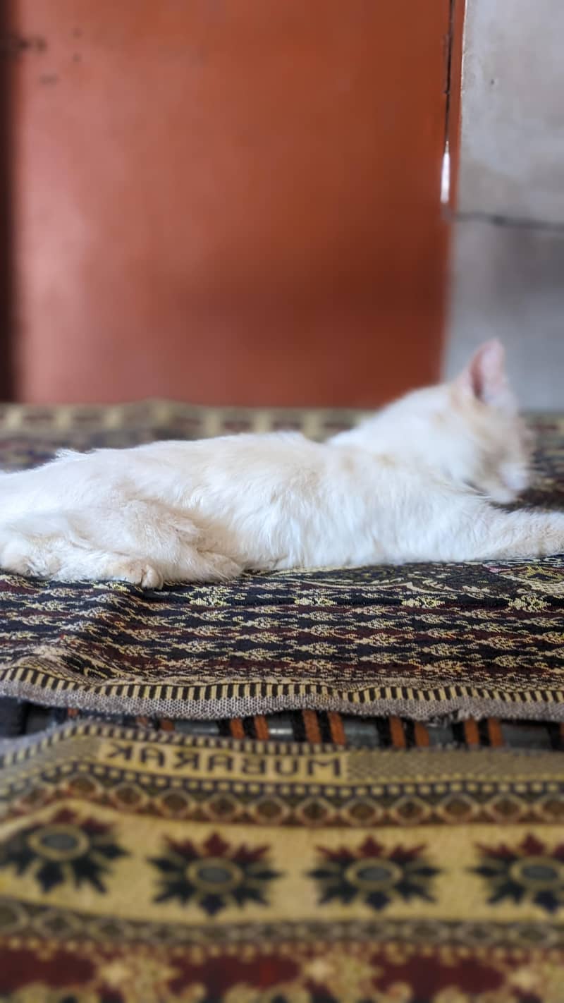 beautiful cat 4