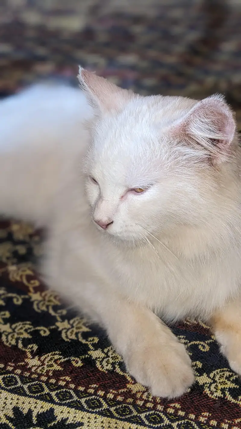 beautiful cat — photo 6