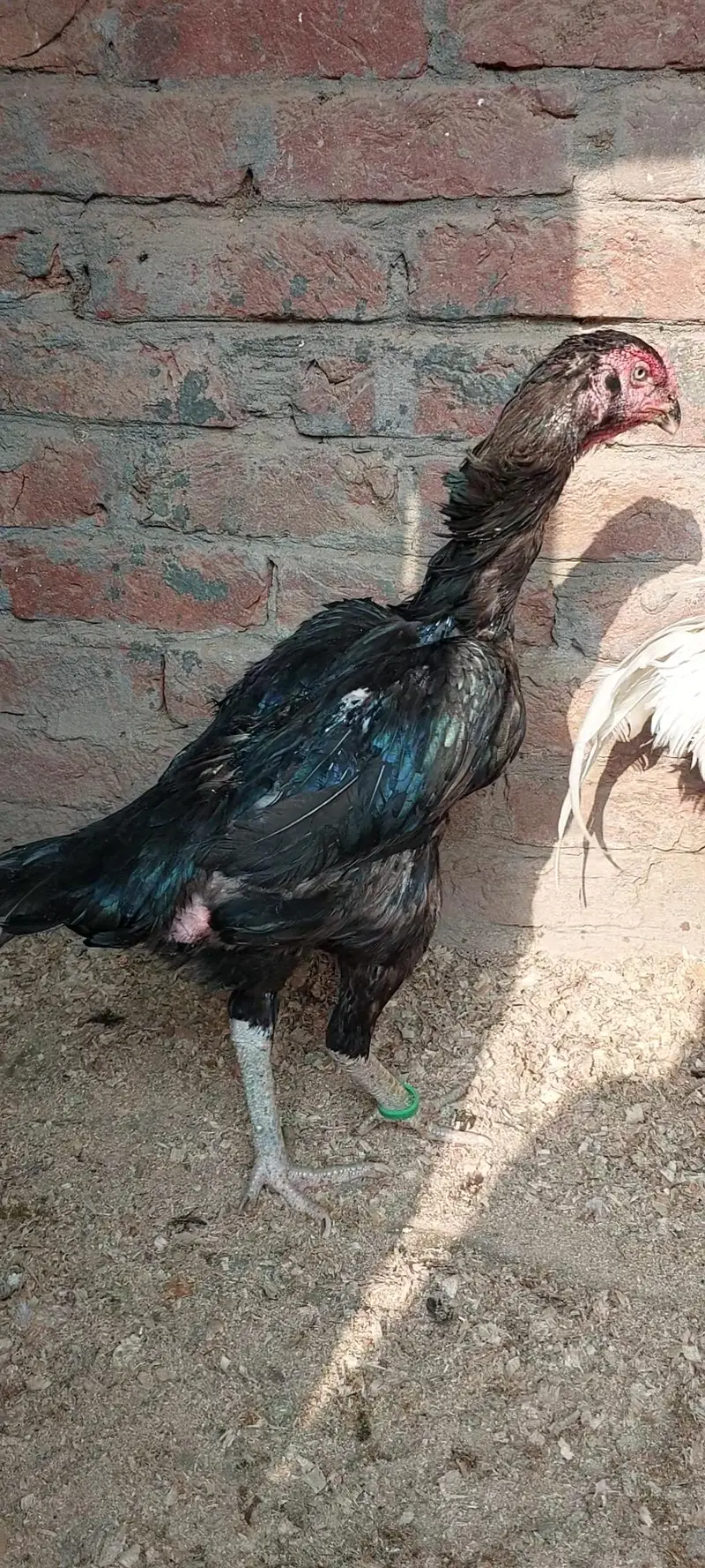 Shamo Female — photo 2