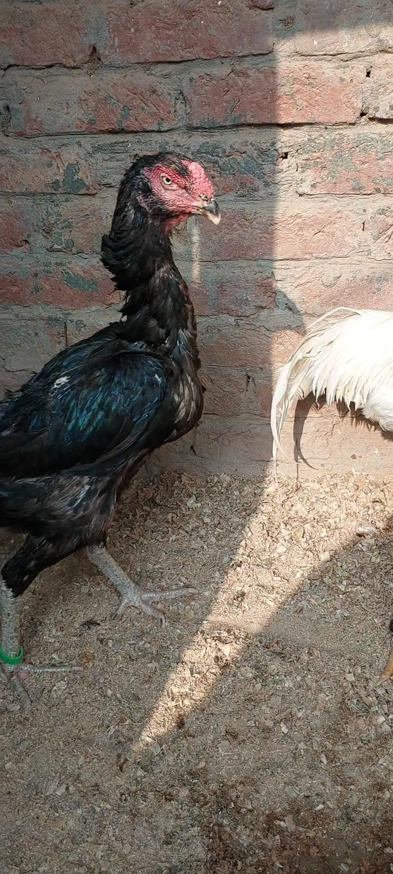 Shamo Female — photo 3