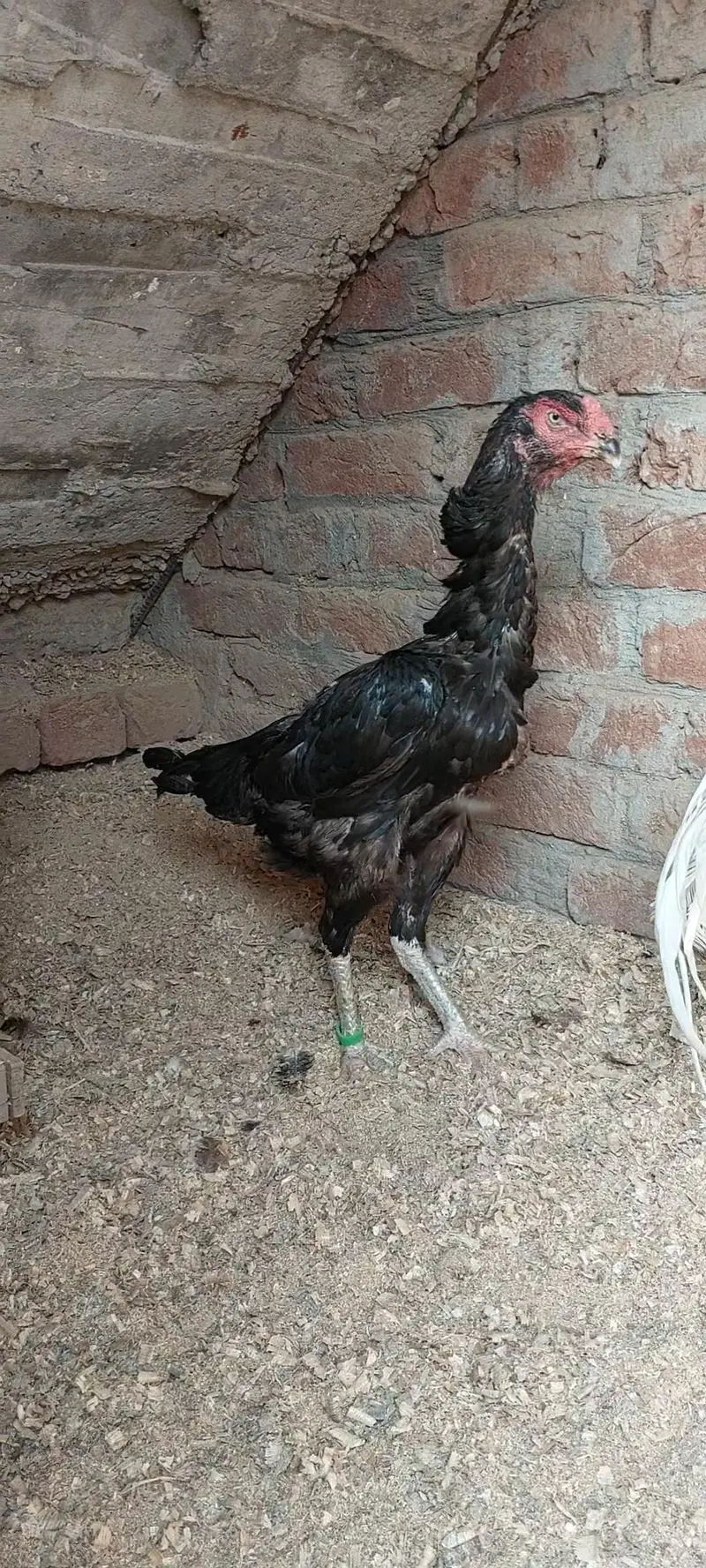 Shamo Female — photo 4