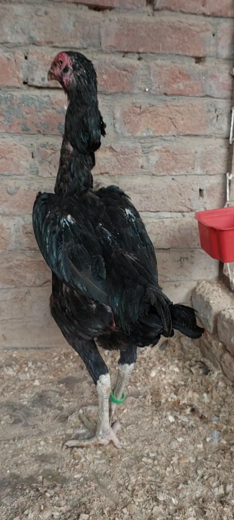Shamo Female — photo 5