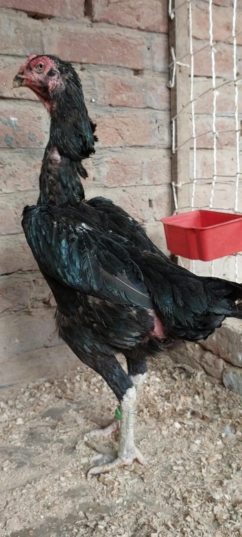 Shamo Female — photo 7