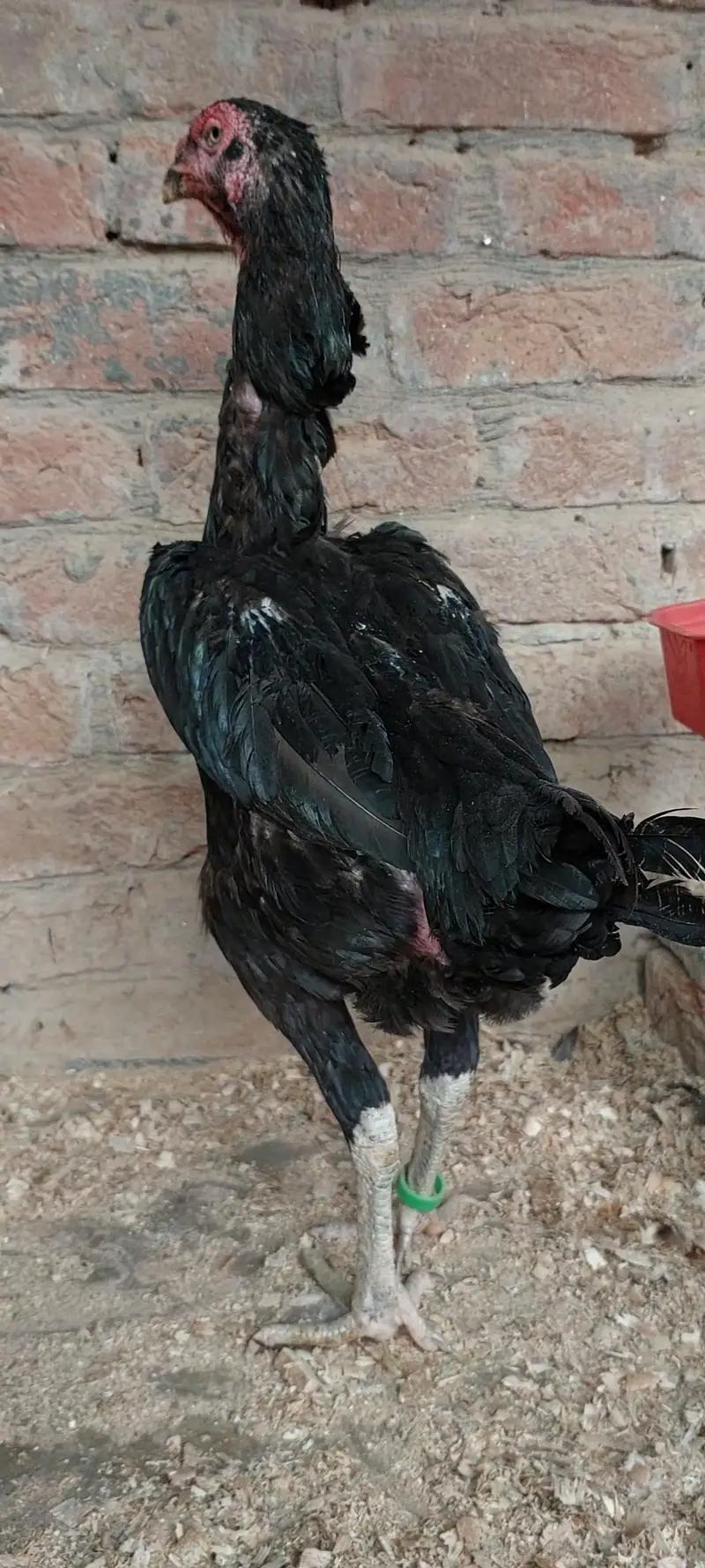 Shamo Female — photo 8