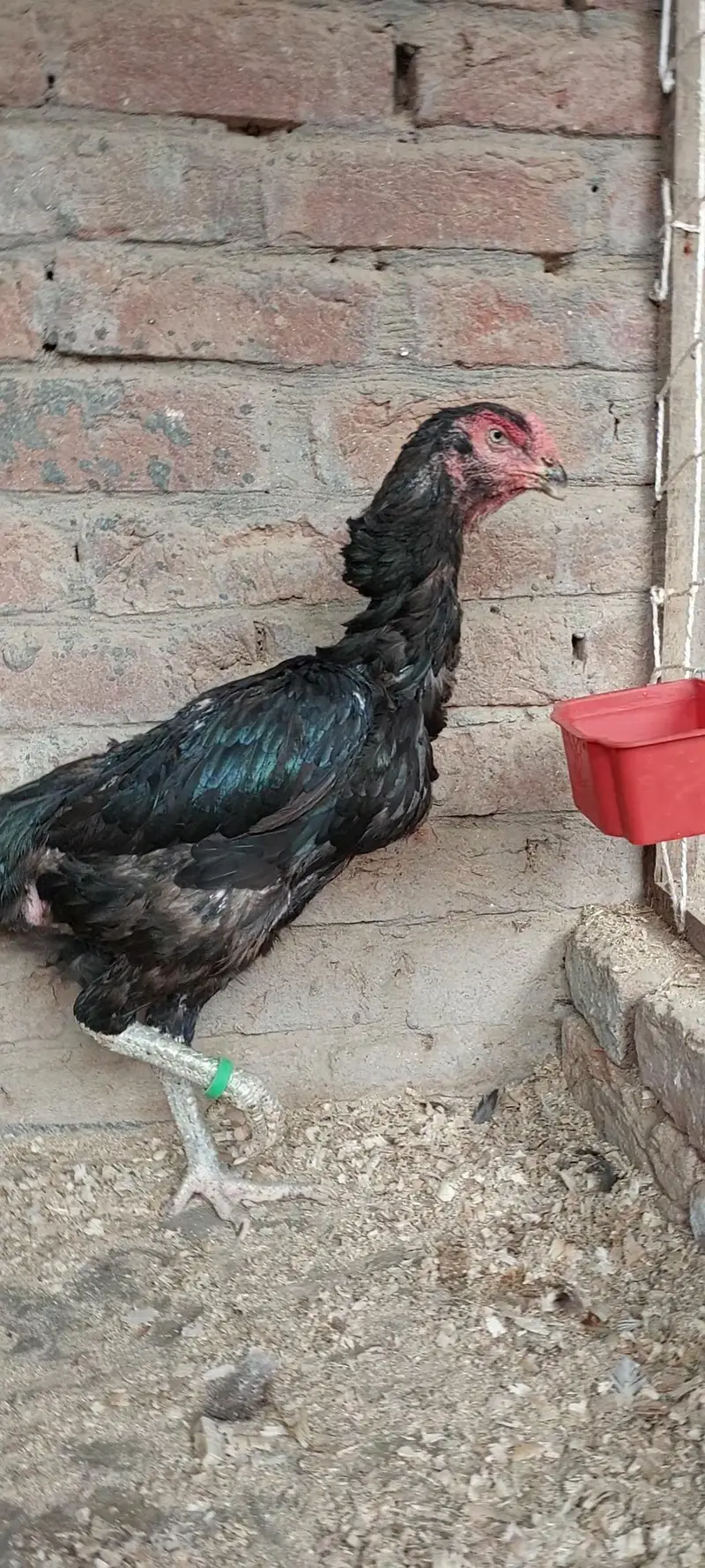 Shamo Female — photo 9