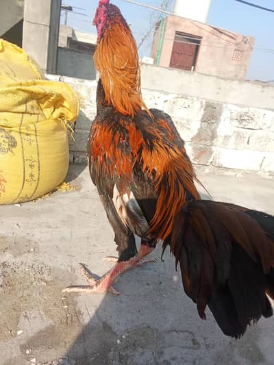 Burmi pakoy pathai for sale