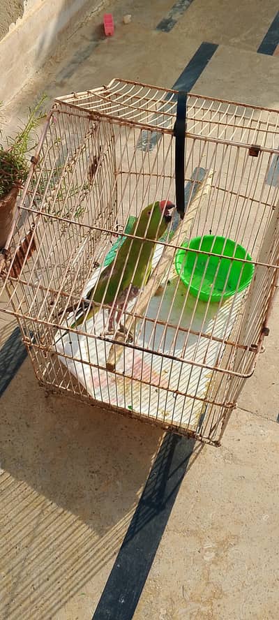 Birds Cage for Sale