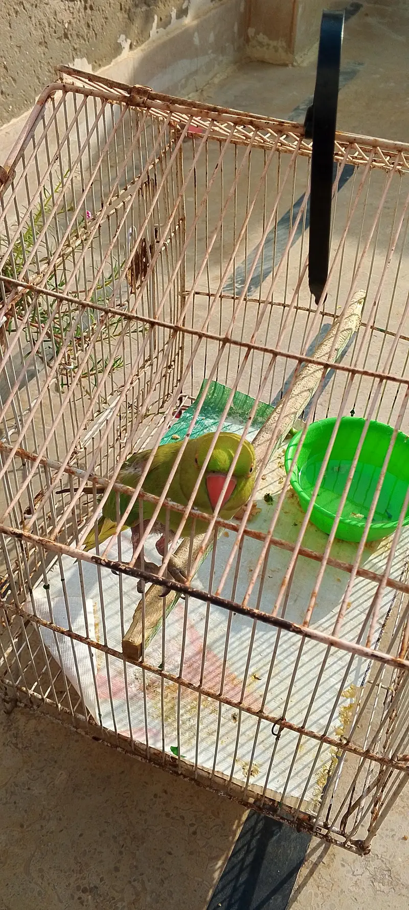 Birds Cage for Sale — photo 2