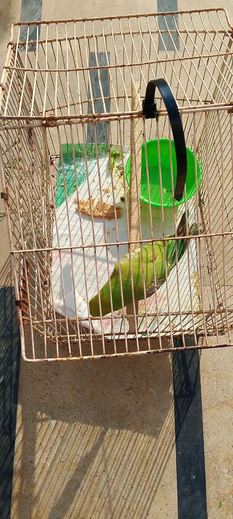 Birds Cage for Sale — photo 3