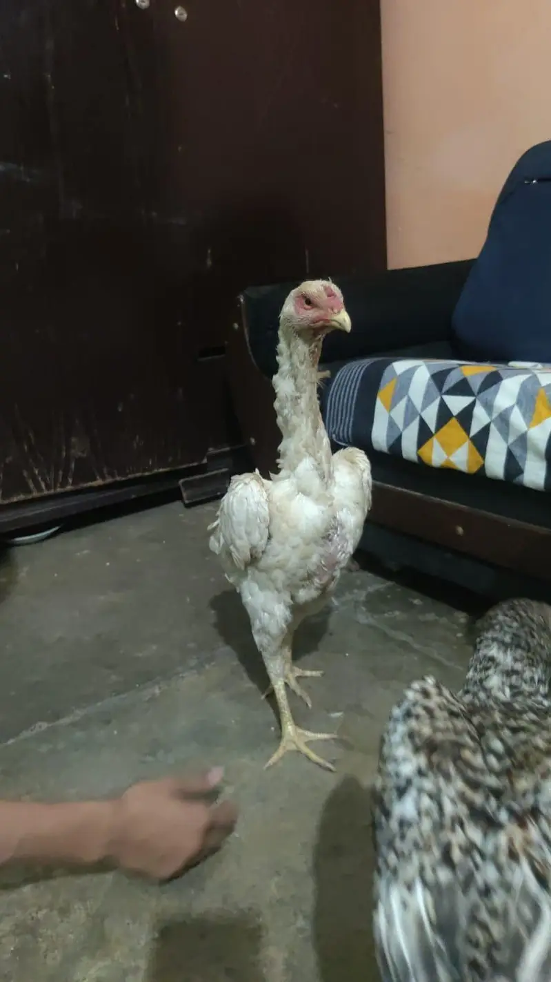 o shamo 1 male 2 females — photo 2