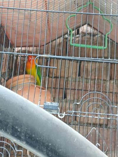 love bird 1 female just Rs 1000 moka pr mazed kam kr do ja