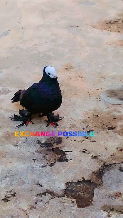 black muki male exchange possible