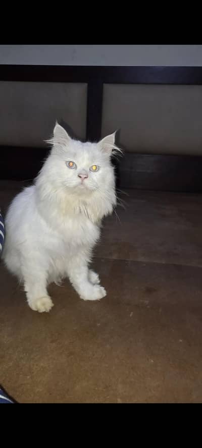 White Persian Sky Blue Eyes