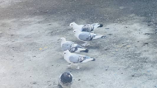 6 piece