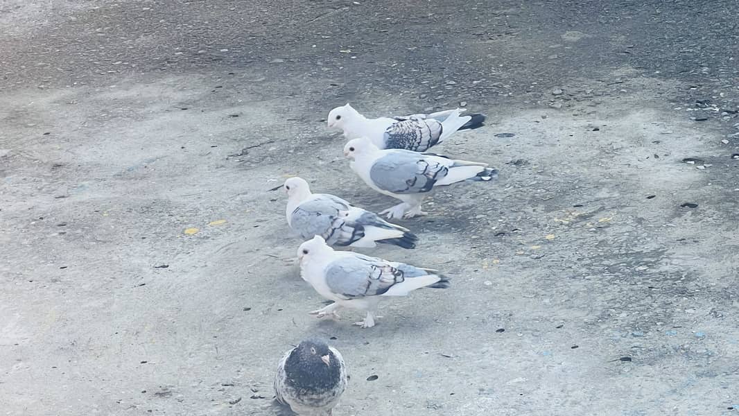 6 piece 0