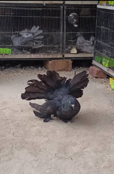 American Fantail Jumbo Size Chick 5/6 feather