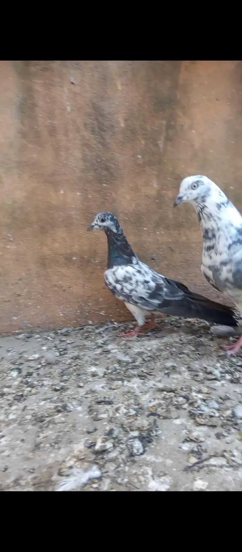 chapra pair 0315:::::89____74-----870 what'sup a call is number pr kro — photo 2