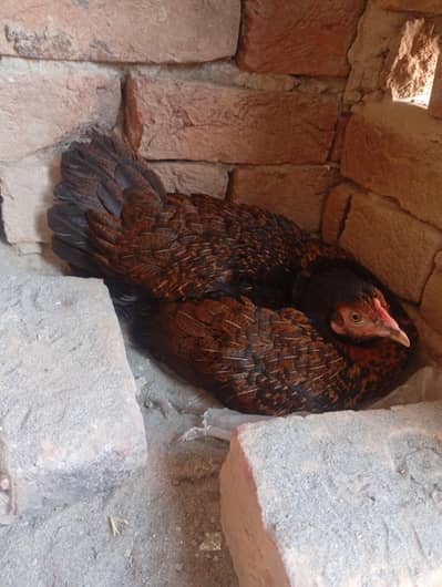 High quality kurak female  for sale