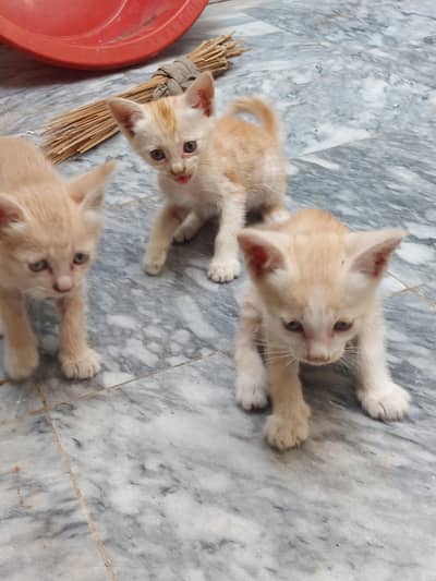 4 Kittens And 1 mother Cat for Adoption