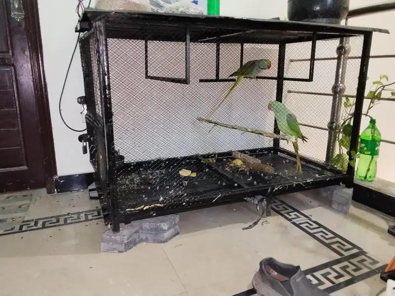 best cage for birds — photo 2