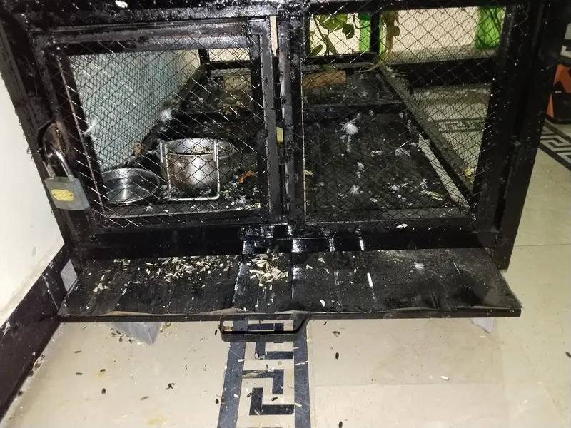 best cage for birds — photo 3