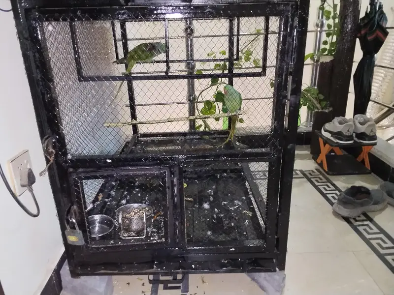 best cage for birds — photo 4